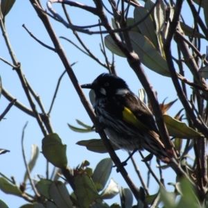 Phylidonyris novaehollandiae at Narooma, NSW - 10 Oct 2020