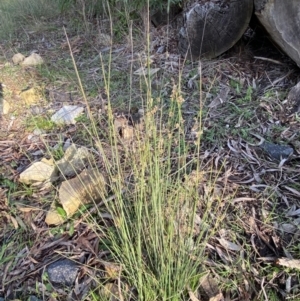 Juncus subsecundus at Bruce, ACT - 19 Aug 2022