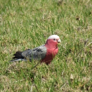 Eolophus roseicapilla at Narooma, NSW - 10 Oct 2020