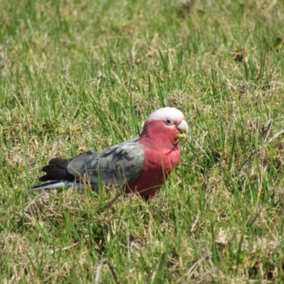 Eolophus roseicapilla (Galah) at Eurobodalla National Park - 9 Oct 2020 by Birdy