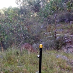 Macropus giganteus (Eastern Grey Kangaroo) at Kambah, ACT - 23 Mar 2022 by MountTaylorParkcareGroup