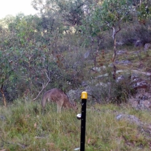 Macropus giganteus at Kambah, ACT - 23 Mar 2022 10:10 AM