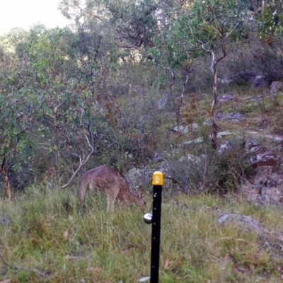 Macropus giganteus (Eastern Grey Kangaroo) at Kambah, ACT - 23 Mar 2022 by MountTaylorParkcareGroup