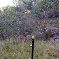 Macropus giganteus (Eastern Grey Kangaroo) at Kambah, ACT - 22 Mar 2022 by MountTaylorParkcareGroup