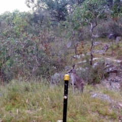 Macropus giganteus (Eastern Grey Kangaroo) at Kambah, ACT - 27 Mar 2022 by MountTaylorParkcareGroup