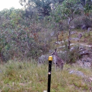 Macropus giganteus at Kambah, ACT - 27 Mar 2022 07:18 AM