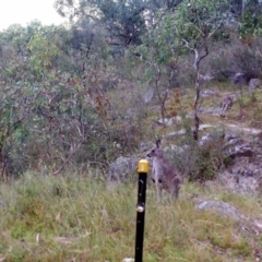 Macropus giganteus (Eastern Grey Kangaroo) at Mount Taylor - 26 Mar 2022 by MountTaylorParkcareGroup