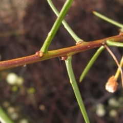 Acacia genistifolia (Early Wattle) at Yarralumla, ACT - 13 Aug 2022 by pinnaCLE