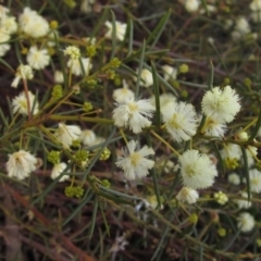 Acacia genistifolia at Yarralumla, ACT - 13 Aug 2022