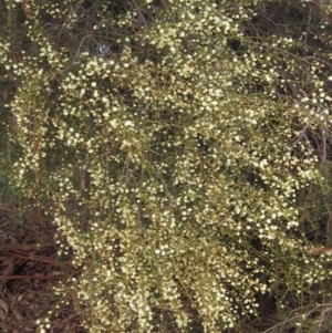 Acacia genistifolia at Yarralumla, ACT - 13 Aug 2022 01:41 PM