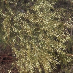 Acacia genistifolia at Yarralumla, ACT - 13 Aug 2022