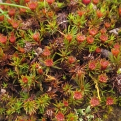 Polytrichaceae sp. (family) (A moss) at Latham, ACT - 22 Aug 2022 by pinnaCLE