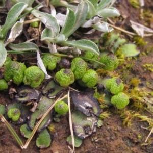 Asterella drummondii at Latham, ACT - 22 Aug 2022