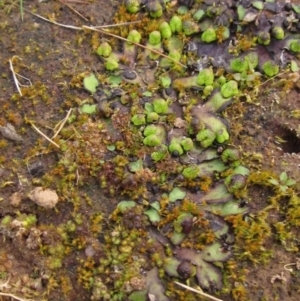 Asterella drummondii at Latham, ACT - 22 Aug 2022