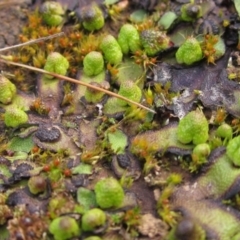 Asterella drummondii at Latham, ACT - 22 Aug 2022