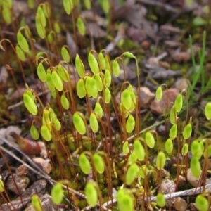 Rosulabryum sp. at Latham, ACT - 22 Aug 2022 12:19 PM