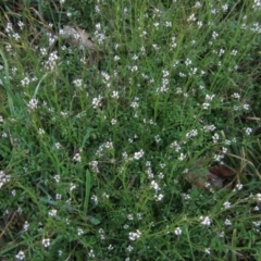 Cardamine hirsuta (Common Bittercress, Hairy Woodcress) at Umbagong District Park - 19 Aug 2022 by pinnaCLE