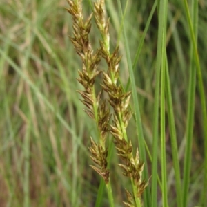 Carex appressa at Macgregor, ACT - 19 Aug 2022 12:29 PM