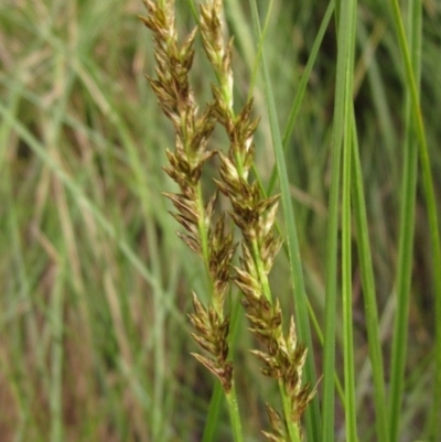 Carex appressa (Tall Sedge) at Macgregor, ACT - 19 Aug 2022 by pinnaCLE