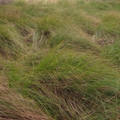 Carex appressa at Macgregor, ACT - 19 Aug 2022 12:29 PM