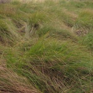 Carex appressa at Macgregor, ACT - 19 Aug 2022 12:29 PM