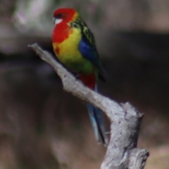 Platycercus eximius (Eastern Rosella) at Gundaroo, NSW - 21 Aug 2022 by Gunyijan