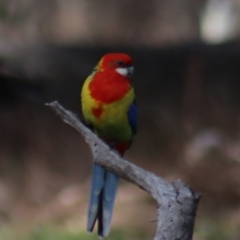 Platycercus eximius at Gundaroo, NSW - 21 Aug 2022 10:22 AM