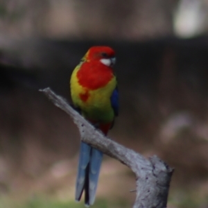 Platycercus eximius at Gundaroo, NSW - 21 Aug 2022 10:22 AM