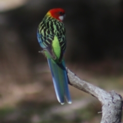 Platycercus eximius at Gundaroo, NSW - 21 Aug 2022