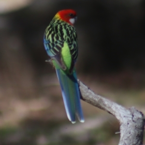 Platycercus eximius at Gundaroo, NSW - 21 Aug 2022 10:22 AM