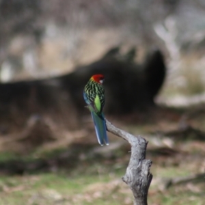 Platycercus eximius at Gundaroo, NSW - 21 Aug 2022 10:22 AM