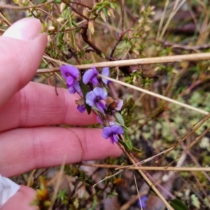 Hovea heterophylla at Bungendore, NSW - 23 Aug 2022 04:30 PM