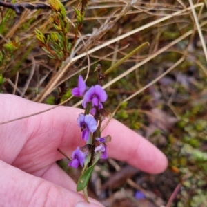 Hovea heterophylla at Bungendore, NSW - 23 Aug 2022 04:30 PM