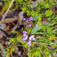 Hovea heterophylla at Bungendore, NSW - 23 Aug 2022 04:30 PM