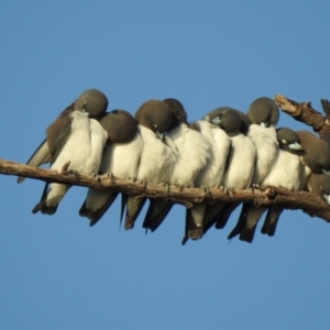Artamus leucorynchus (White-breasted Woodswallow) at Oak Beach, QLD by GlossyGal