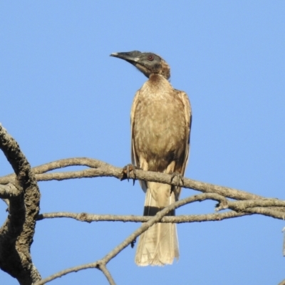Philemon buceroides (Helmeted Friarbird) at Oak Beach, QLD - 6 Aug 2022 by GlossyGal