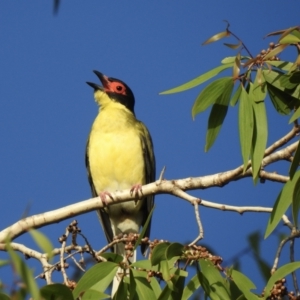 Sphecotheres vieilloti at Oak Beach, QLD - 10 Aug 2022 07:26 AM