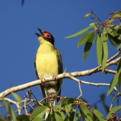 Sphecotheres vieilloti (Australasian Figbird) at Oak Beach, QLD - 9 Aug 2022 by GlossyGal