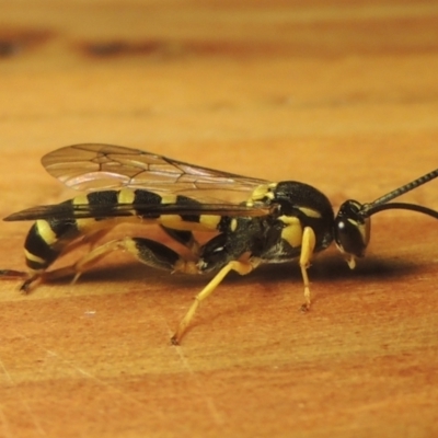 Ichneumonidae (family) (Unidentified ichneumon wasp) at Pollinator-friendly garden Conder - 3 May 2022 by michaelb