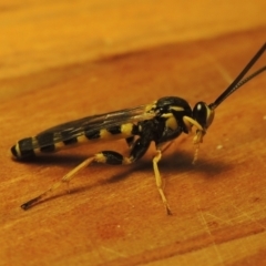 Ichneumonidae (family) at Pollinator-friendly garden Conder - 3 May 2022