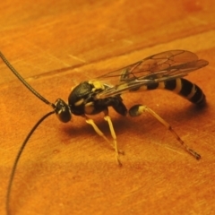 Ichneumonidae (family) at Pollinator-friendly garden Conder - 3 May 2022