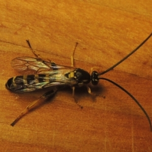 Ichneumonidae (family) at Pollinator-friendly garden Conder - 3 May 2022