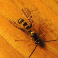 Ichneumonidae (family) at Pollinator-friendly garden Conder - 3 May 2022