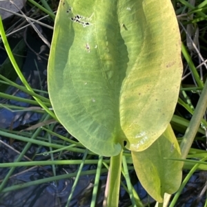 Alisma plantago-aquatica at Hackett, ACT - 29 May 2022 11:26 AM