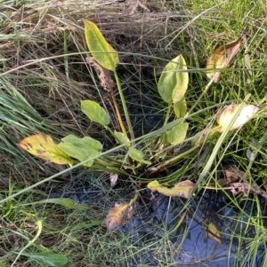 Alisma plantago-aquatica at Hackett, ACT - 29 May 2022 11:26 AM