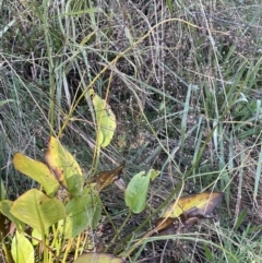 Alisma plantago-aquatica at Hackett, ACT - 29 May 2022