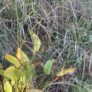 Alisma plantago-aquatica at Hackett, ACT - 29 May 2022 11:26 AM