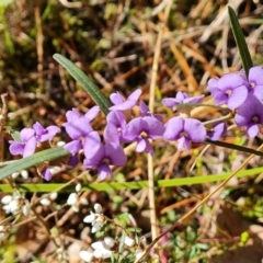 Hovea heterophylla (Common Hovea) at Isaacs Ridge and Nearby - 24 Aug 2022 by Mike