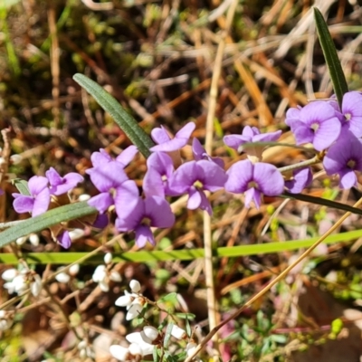 Hovea heterophylla (Common Hovea) at Isaacs Ridge and Nearby - 24 Aug 2022 by Mike