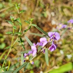 Hovea heterophylla at Isaacs, ACT - 24 Aug 2022